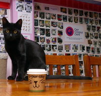 Cat Cuddle Cafe - South Australia Travel