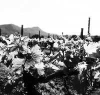 Ballabourneen Wine Co - South Australia Travel
