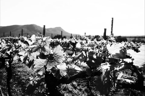 Ballabourneen Wine Co - South Australia Travel 0