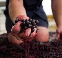 Tomfoolery Wines - South Australia Travel