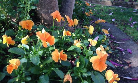 Gatehouse High Tea Rooms - South Australia Travel 3