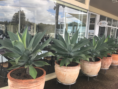 The Deck Cafe, Restaurant & Bar - South Australia Travel 3