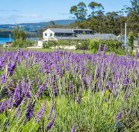 Port Arthur Lavender - South Australia Travel