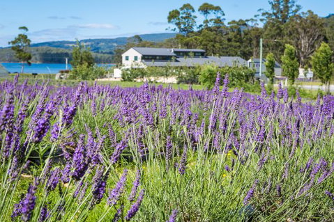Port Arthur Lavender - South Australia Travel 0