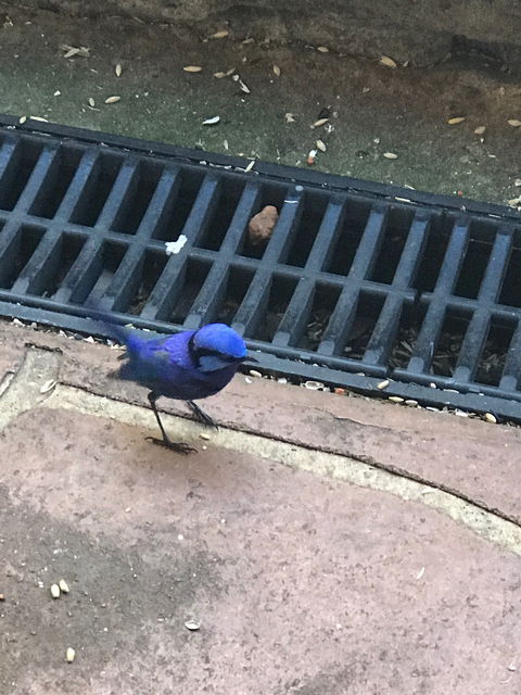 Cafe On The Dam - South Australia Travel 9