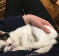 MeowMe Cafe - South Australia Travel