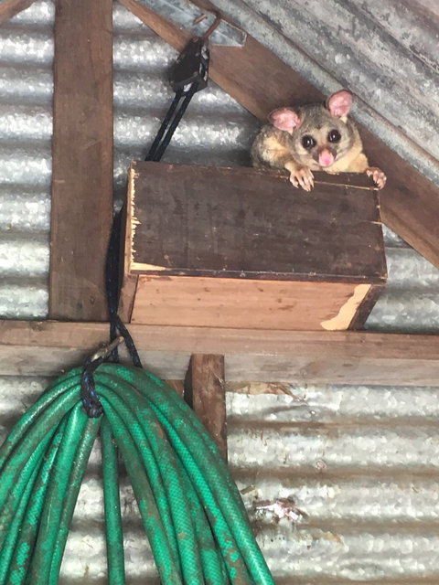 Cafe At Abbie Lane - South Australia Travel 4