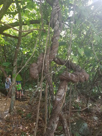 Foxy's Bar - South Australia Travel 0