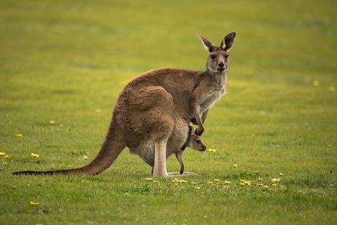 Lure Bed And Breakfast - South Australia Travel 20
