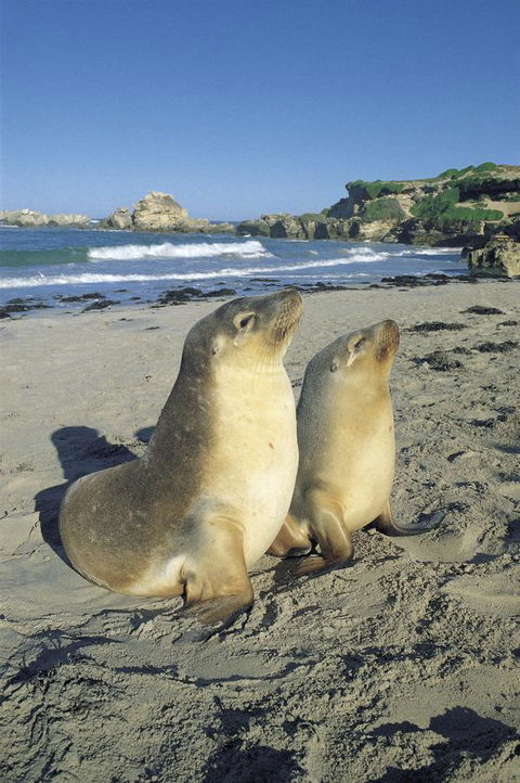 Kangaroo Island Seafront - South Australia Travel 40