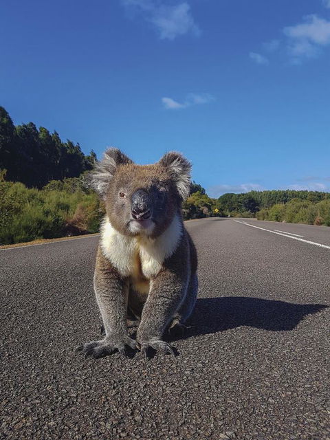 Kangaroo Island Seafront - South Australia Travel 14