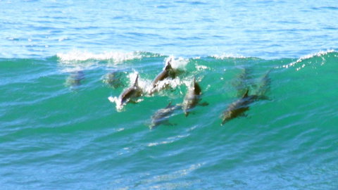 Mollymook Beach Waterfront - South Australia Travel 4