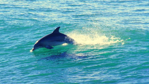 Mollymook Beach Waterfront - South Australia Travel 22