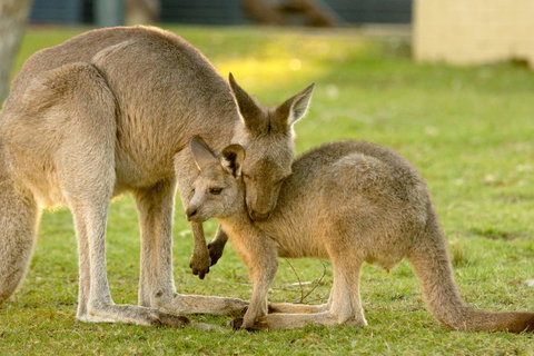 BIG4 Tasman Holiday Parks - Racecourse Beach - South Australia Travel 39