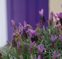 The Purple Door on Seaview - South Australia Travel