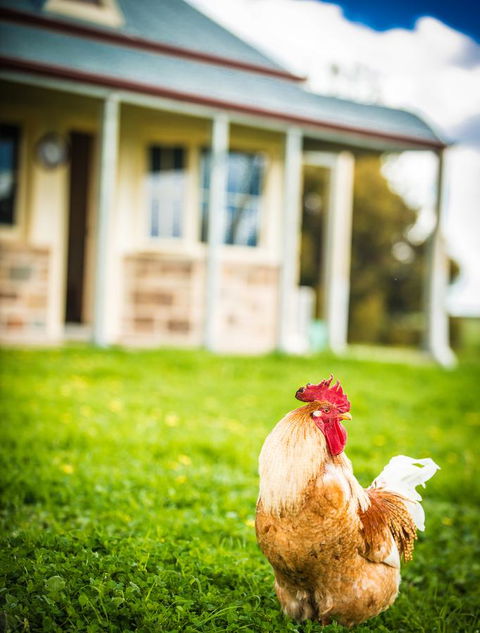 Barossa Vineyard Cottages - South Australia Travel 39