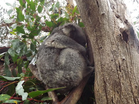 Home On Torrens - South Australia Travel 32
