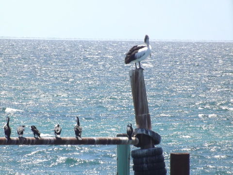 Home On Torrens - South Australia Travel 10