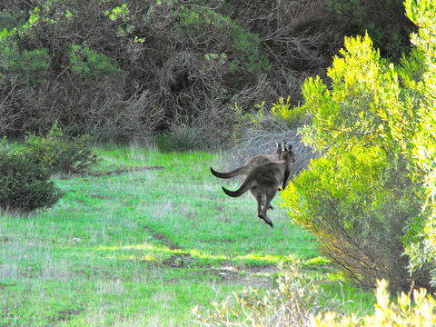 A Dune Escape - South Australia Travel 25