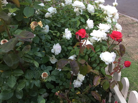 Blyth Cottage Burra - South Australia Travel 26