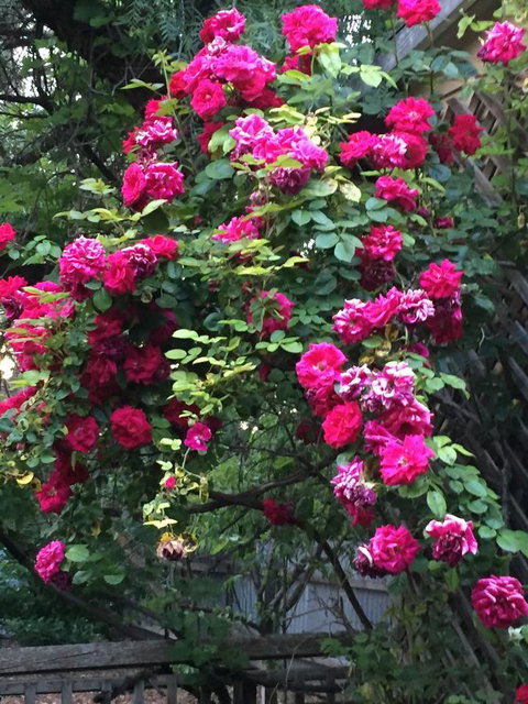 Blyth Cottage Burra - South Australia Travel 25