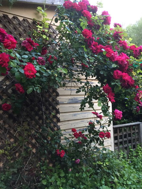 Blyth Cottage Burra - South Australia Travel 24