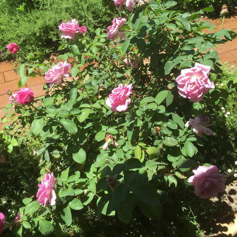 Blyth Cottage Burra - South Australia Travel 28