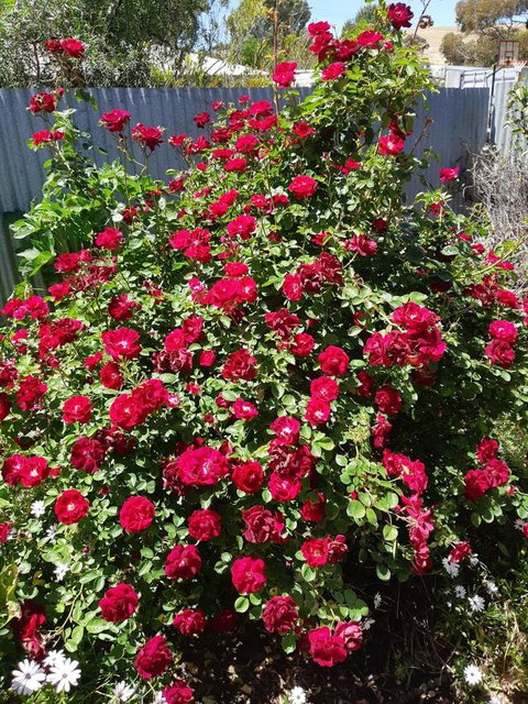 Blyth Cottage Burra - South Australia Travel 22