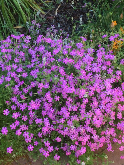 Blyth Cottage Burra - South Australia Travel 30