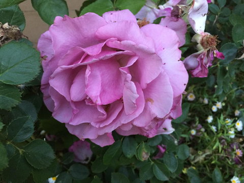 Blyth Cottage Burra - South Australia Travel 27