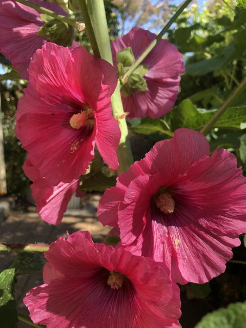 Blyth Cottage Burra - South Australia Travel 21