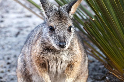 Admirals Inn - South Australia Travel 32