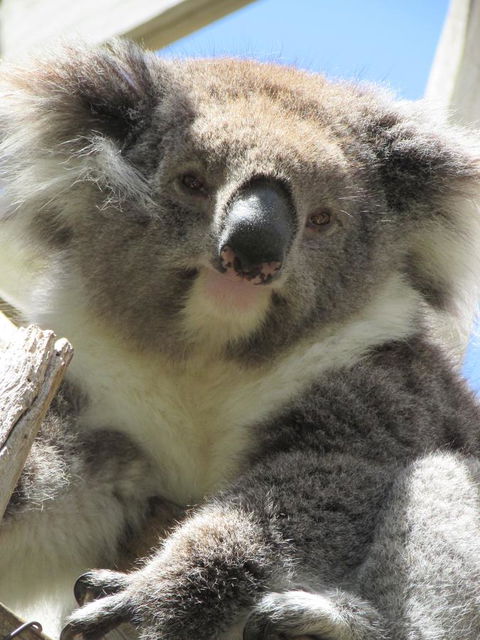 Lazy Days Cottage - Victor Harbor - South Australia Travel 10