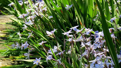 The Pig And Whistle - South Australia Travel 24