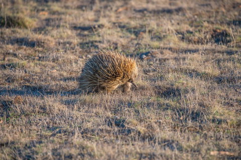Ecopia Retreat - South Australia Travel 7