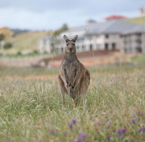 Lady Bay Hotel - South Australia Travel 18