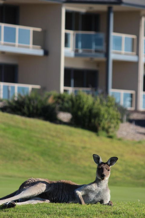 Lady Bay Hotel - South Australia Travel 16