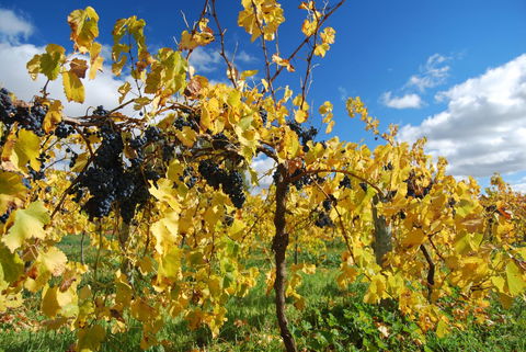 Novotel Barossa Valley Resort - South Australia Travel 10