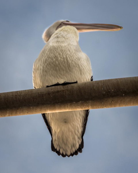 Penthouse On The Promenade - South Australia Travel 16