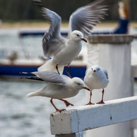 Penthouse On The Promenade - South Australia Travel 15