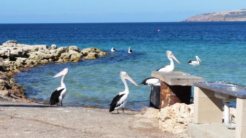 Rosie\'s - South Australia Travel 19