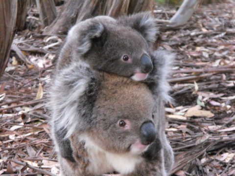 Discovery Parks - Kangaroo Island - South Australia Travel 34