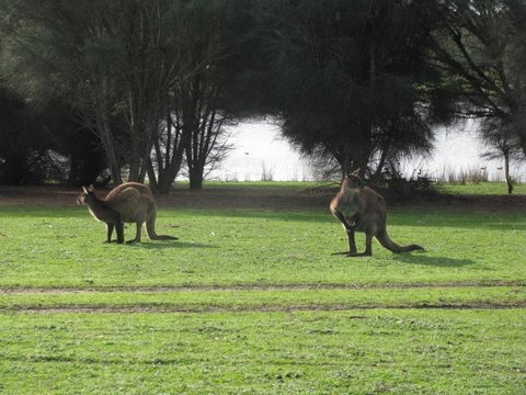 Discovery Parks - Kangaroo Island - South Australia Travel 40