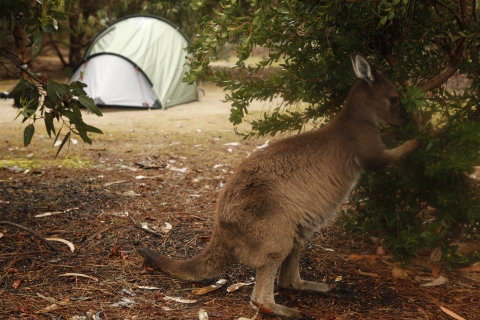 Discovery Parks - Kangaroo Island - South Australia Travel 35