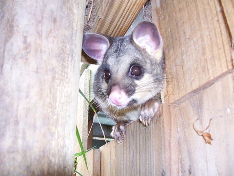 Discovery Parks - Kangaroo Island - South Australia Travel 39