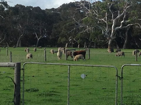 Breakaway Farmstay - South Australia Travel 6