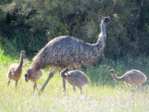 Edge Of Innes - South Australia Travel 13