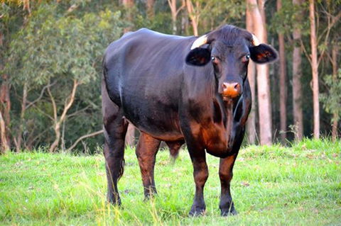 SummerHills Retreat Byron Bay - South Australia Travel 38