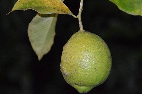 SummerHills Retreat Byron Bay - South Australia Travel 34