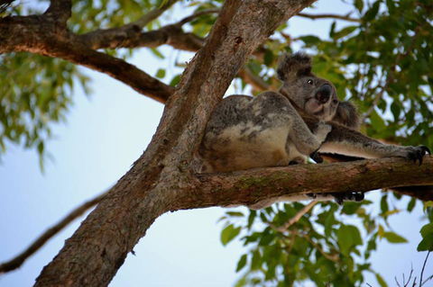 SummerHills Retreat Byron Bay - South Australia Travel 36